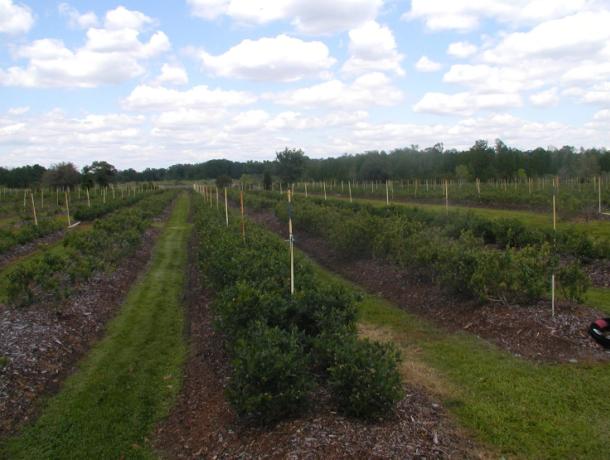 Misty Meadows Blueberry Farm