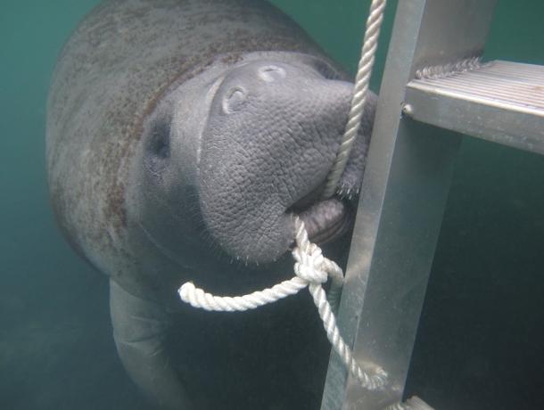 Homosassa Manatee Snorkeling Center