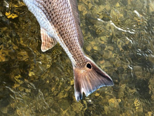 Reel Addict Fishing Charters