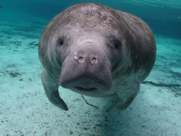 River Safaris and Gulf Charters