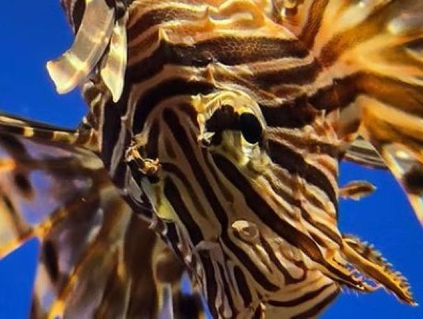 Crystal River Marine Aquarium