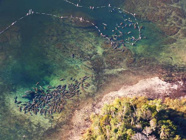 Crystal River National Wildlife Refuge: Kings Bay Manatee Refuge