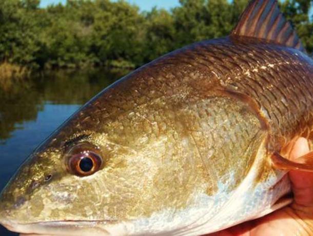 Crystal River Fishing Adventures