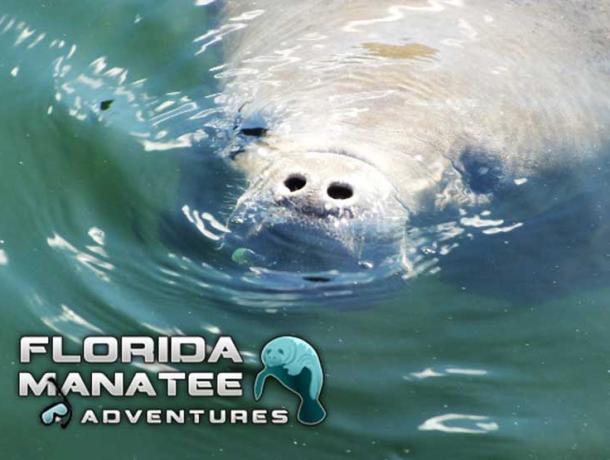 Florida Manatee Adventures