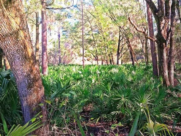 Inglis Dam & Island Trails