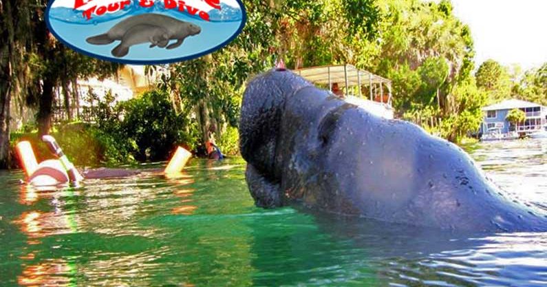 manatee dive tours crystal river