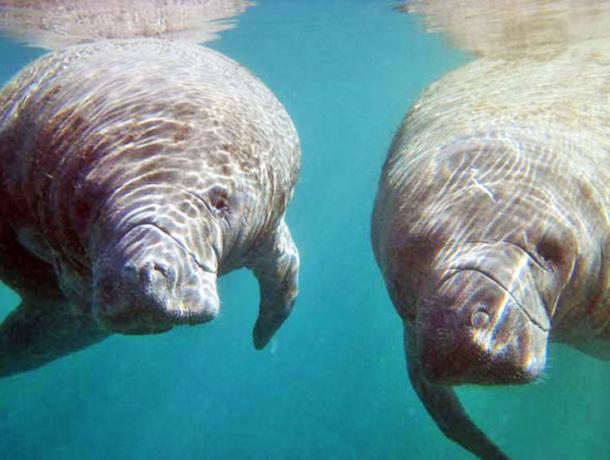 Manatees in Paradise