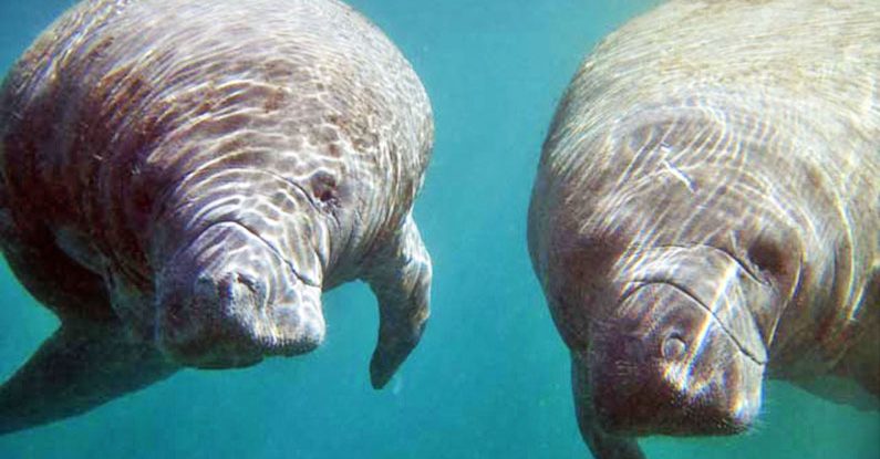 Manatees in Paradise | Discover Crystal River