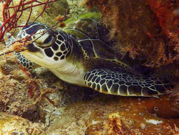 Mellow Mangrove Charters
