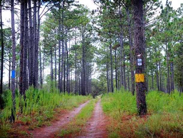 Withlacoochee State Forest