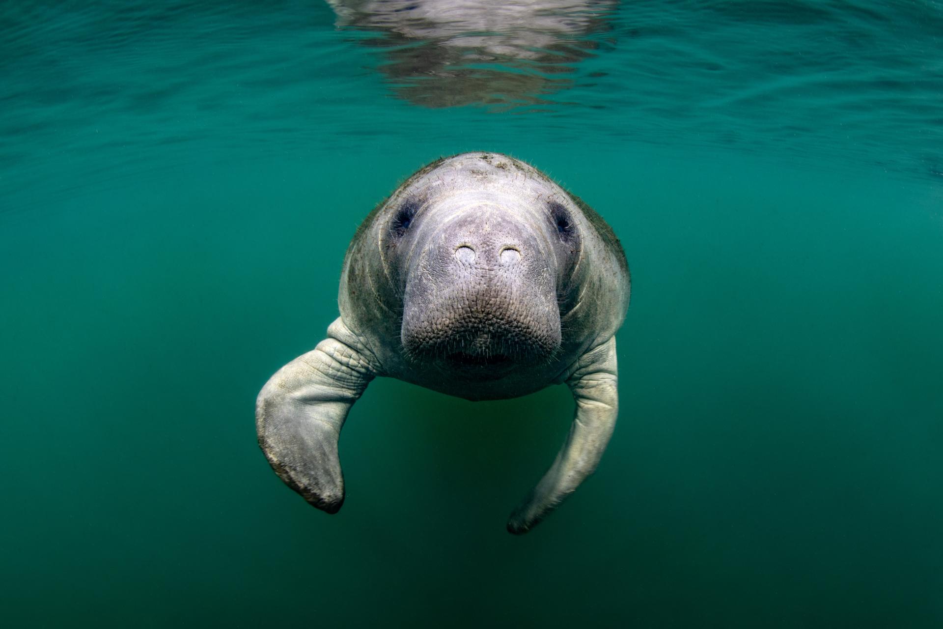 10 Fun Facts About Manatees