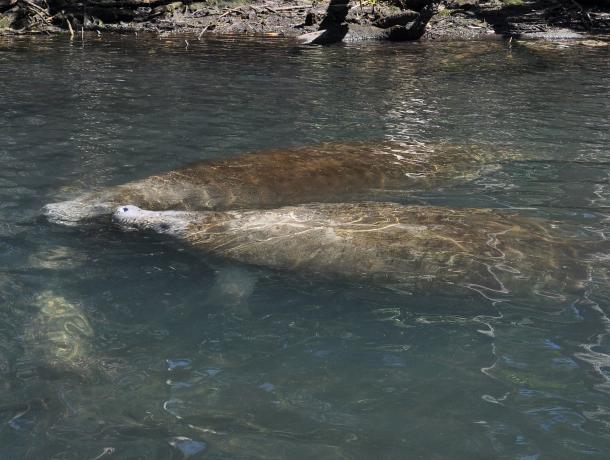 Chassahowitzka River February 2026 22