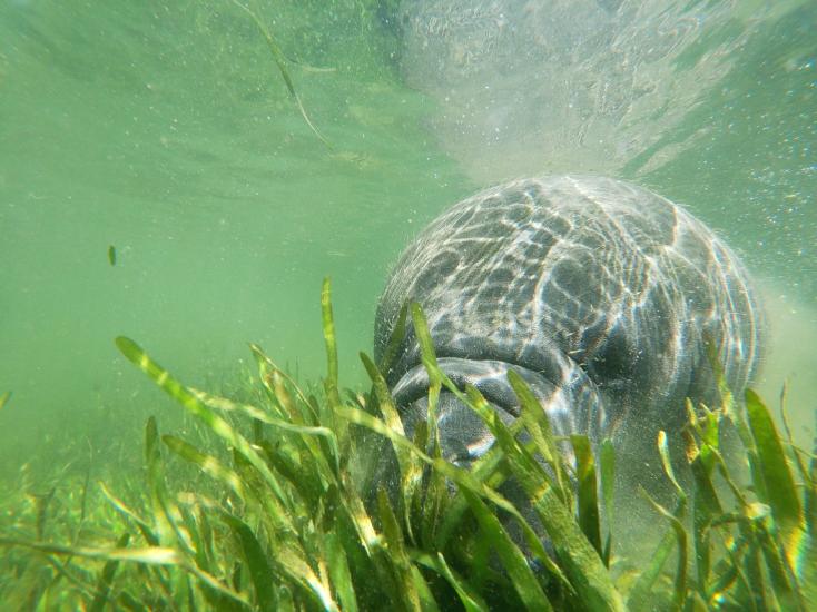 A closeup of a manatee eating sea grass in clear green water.