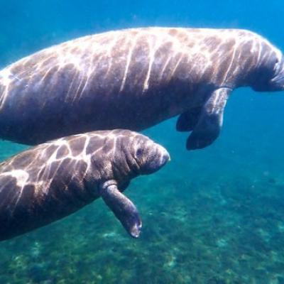Calf and Mother Manatee swimming in Crystal River.