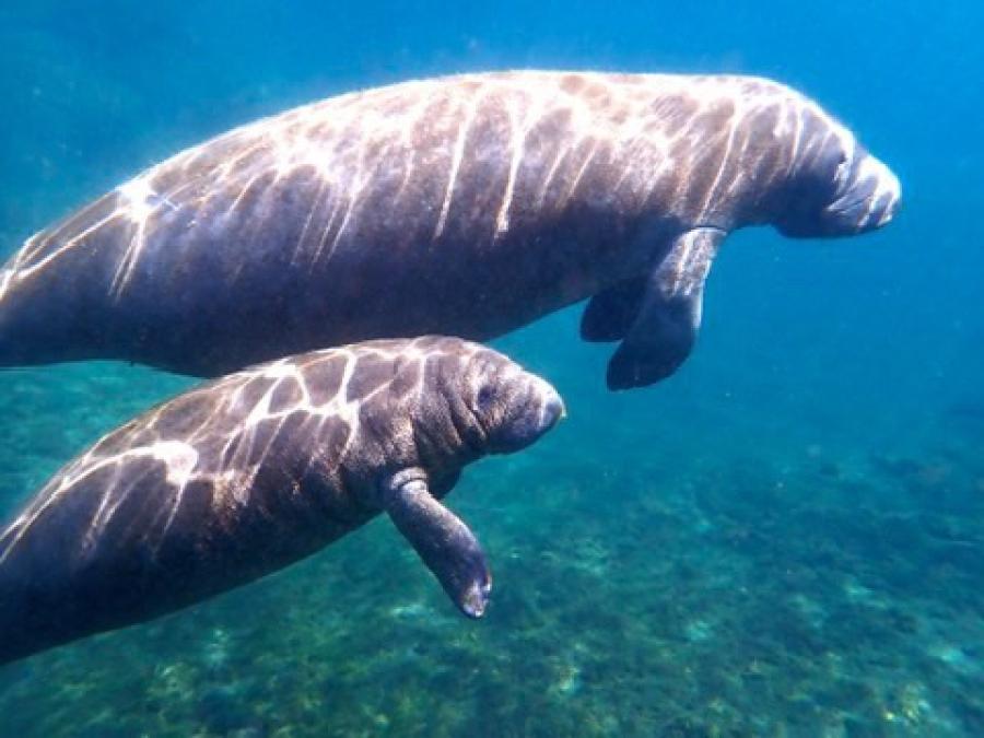 Calf and Mother Manatee swimming in Crystal River.
