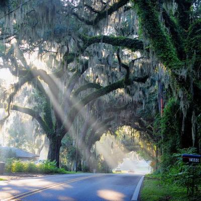 canopy road