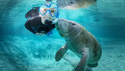 swimming with the manatees