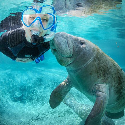 Year of the Manatee: Swimming with gentle giants in Crystal River, Florida