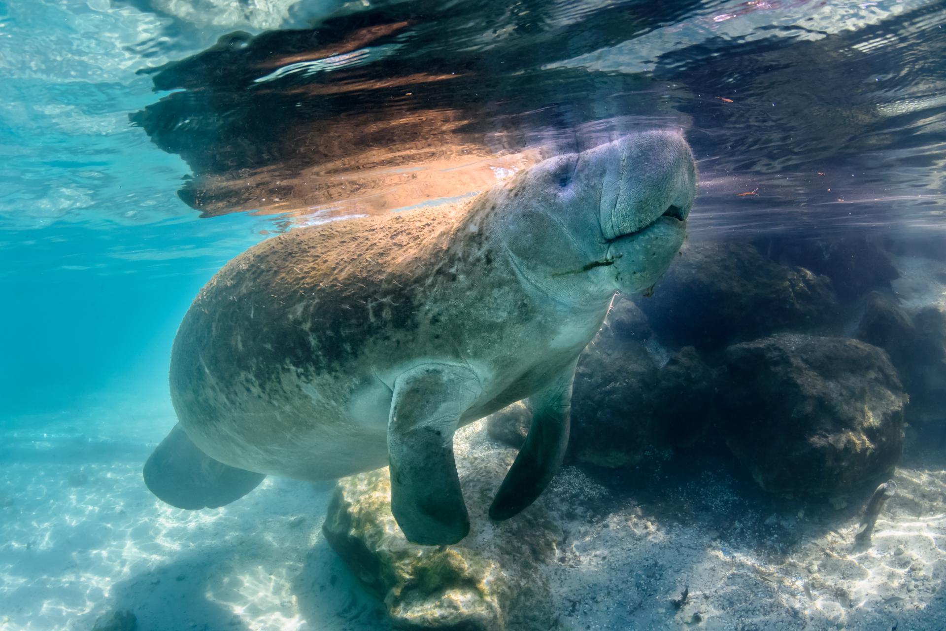 Things To Do in Crystal River, FL: Water &amp; Land Activities