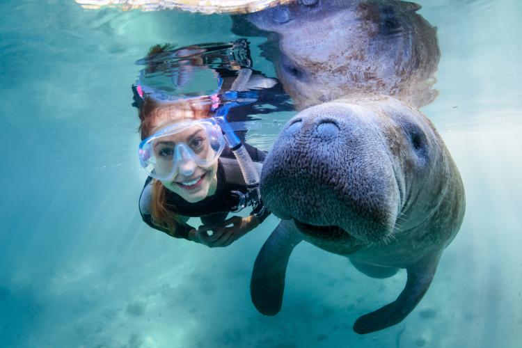 A woman swims alongside a manatee.