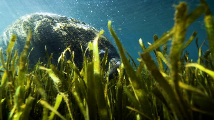 manatee eating plants