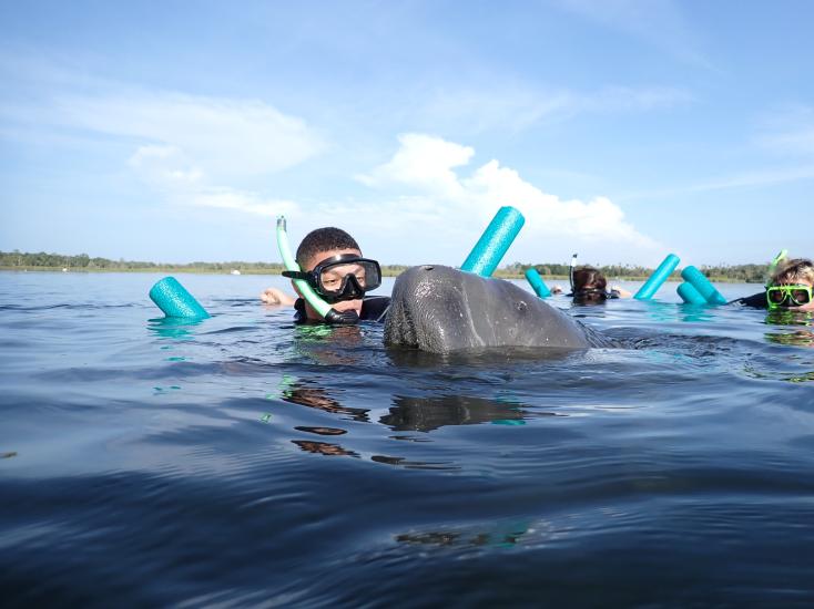 A person in goggles and a snorkel hovers above the surface of the water with a manatee also popping its head above the water.