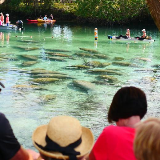 manatee tours destin fl