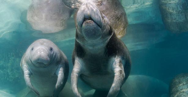 Snorkeling with Manatees in Crystal River — First Time Visiting