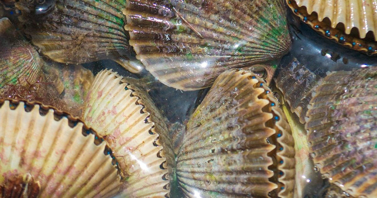 Scalloping in The Summertime in Citrus County, FL Discover Crystal River