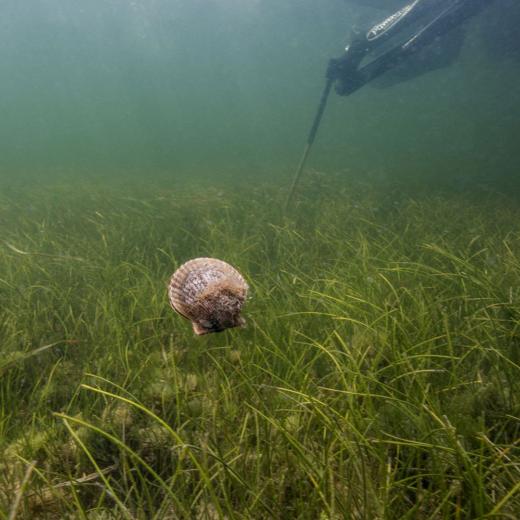 Scalloping in The Summertime in Citrus County, FL