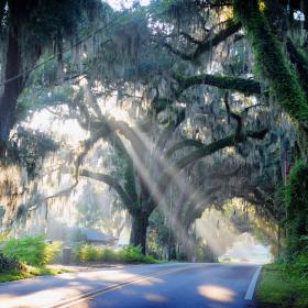 avenue of the oaks