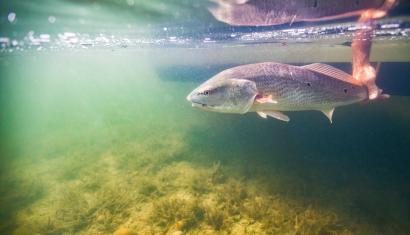 releasing fish into the water