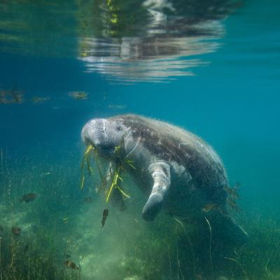 manatee swimming underwater