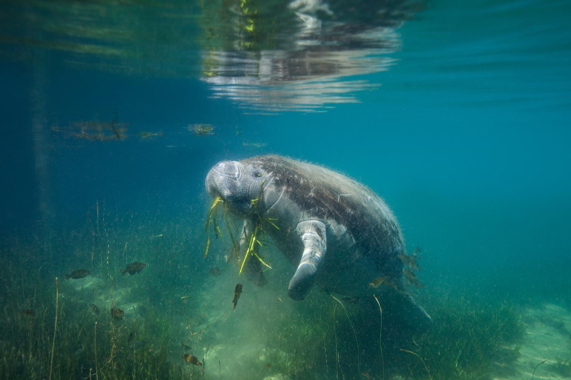 Manatee Manatee