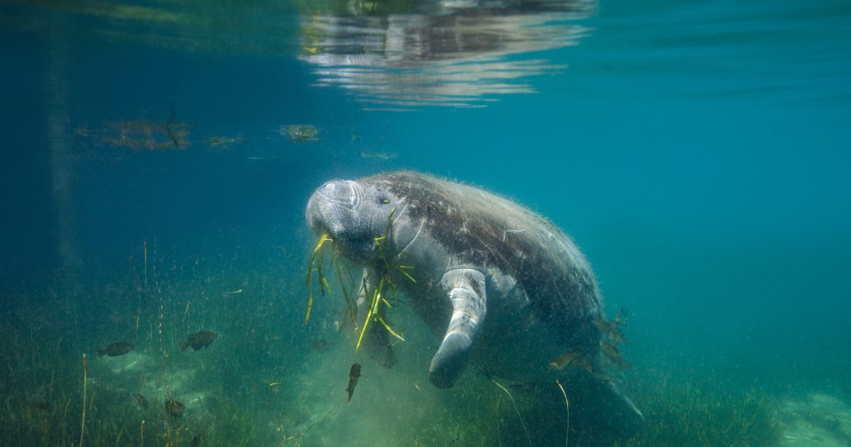 Frontiers  Associated benefits of manatee watching in the Costa dos Corais  Environmental Protection Area