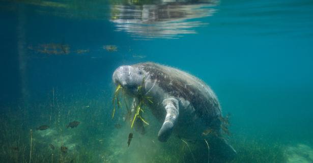 manatee swimming underwater