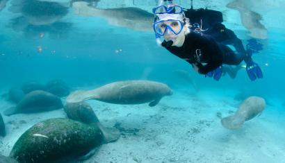 swimming with the manatees