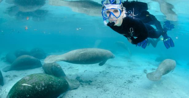 swimming with the manatees