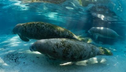 manatees in clear water