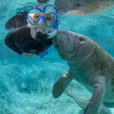 swimming with the manatees