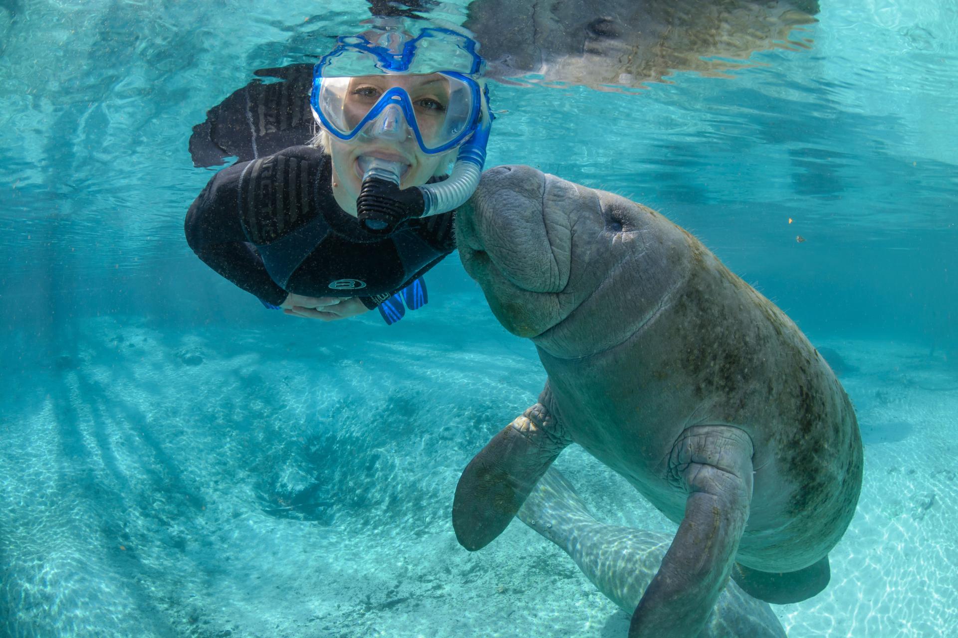 best manatee swim tours