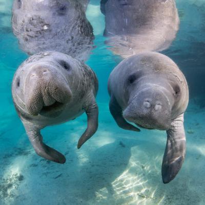 manatees in clear water