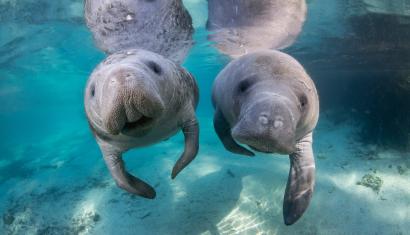 manatees in clear water