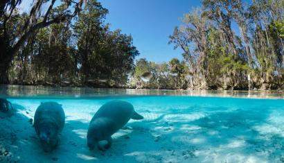 manatees in clear water