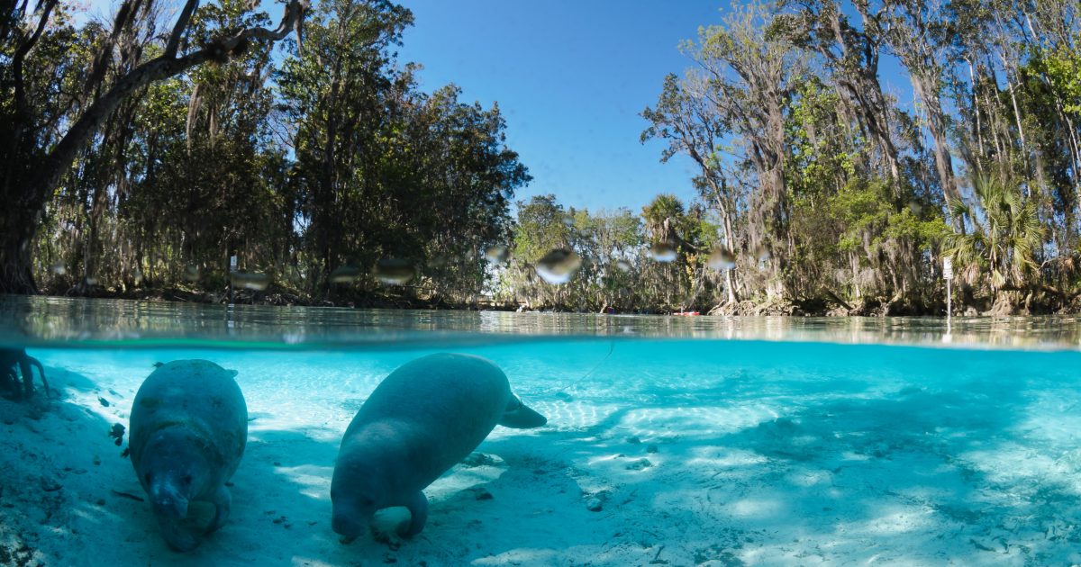 The Top 4 Springs in Citrus County Discover Crystal River