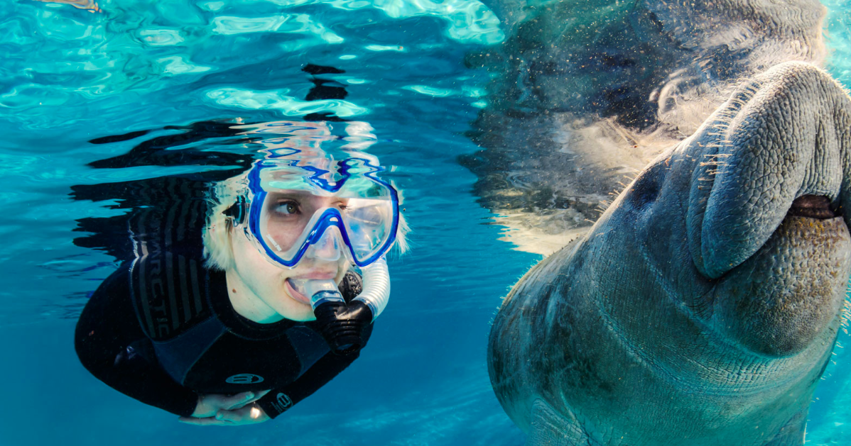 How To Swim With the Manatees in and Around Crystal River, FL