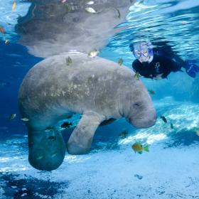 swimming with the manatees