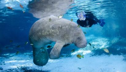 swimming with the manatees