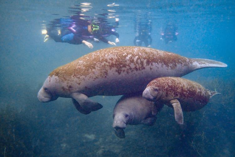 Four divers in wetsuits observe a manatee mother and her two babies swimming in clear water.