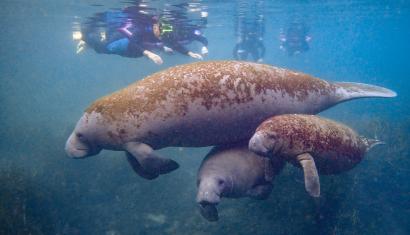 Four divers in wetsuits observe a manatee mother and her two babies swimming in clear water.